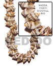 Nassa Tiger Shell Beads
