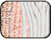 SHELLS