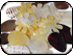 POLISHED SHELLS