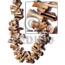 Liswe trumpet shell