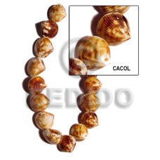 Cacol shell